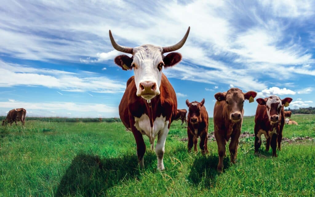 Three cows in a field