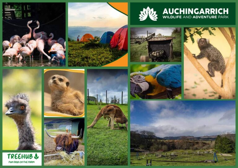 Auchingarrich Wildlife and Adventure Park Moodboard
