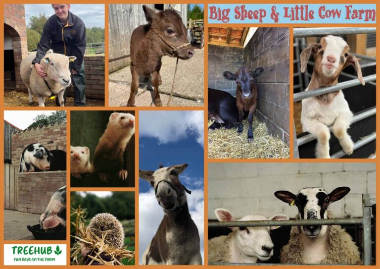 Big Sheep & Little Cow Farm Moodboard