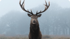 a photo of a male deer with antlers