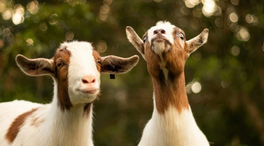two happy goats making funny faces