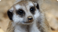 A photo of a meerkat