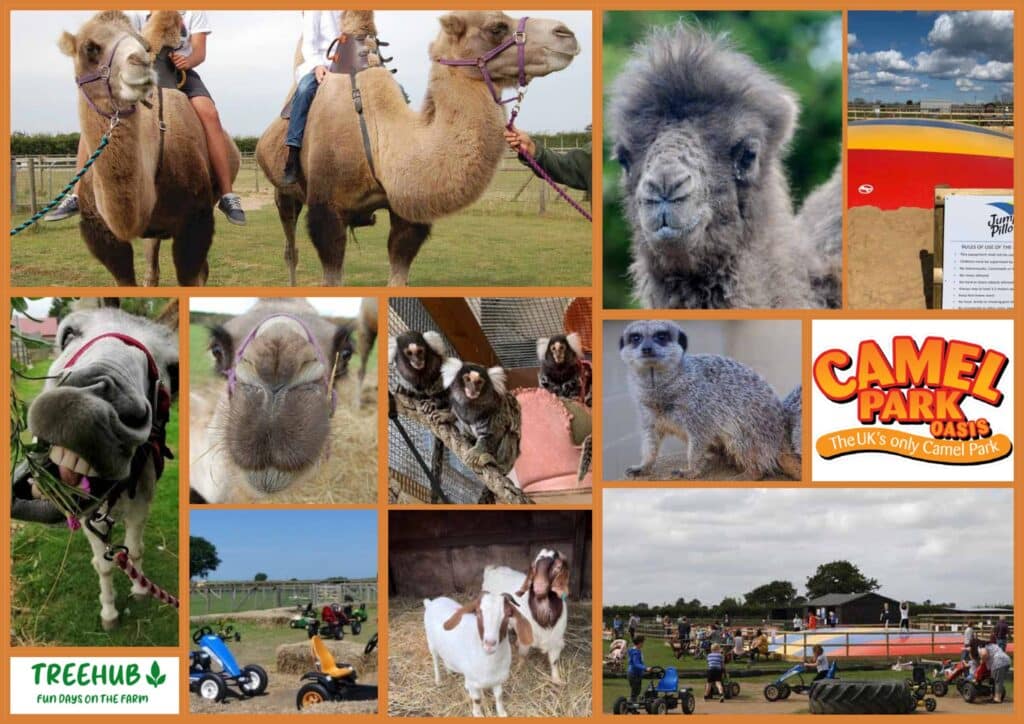 Oasis Camel Park Moodboard