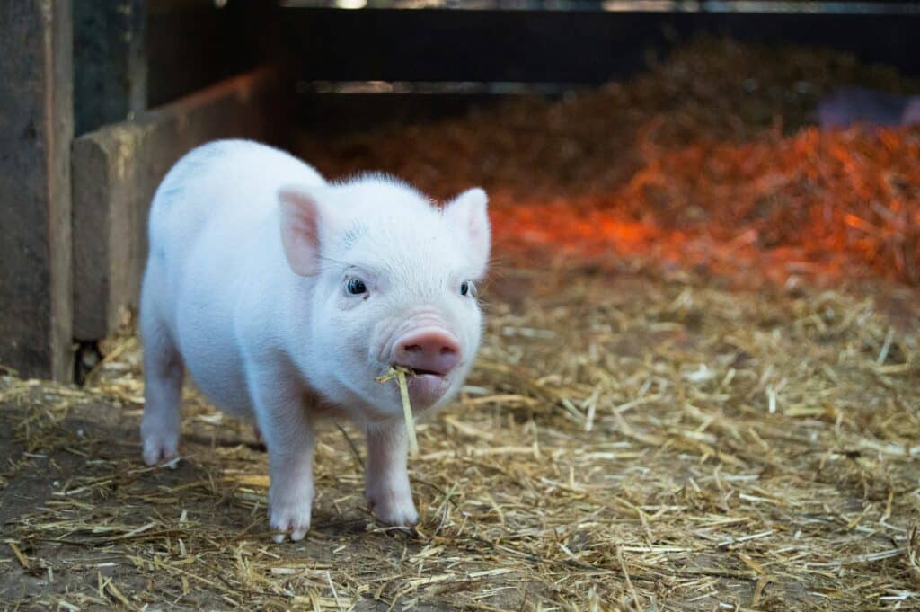 A white baby pig at a farm
