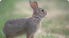 A photo of a rabbit