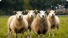 photo of sheep herd by judith prins