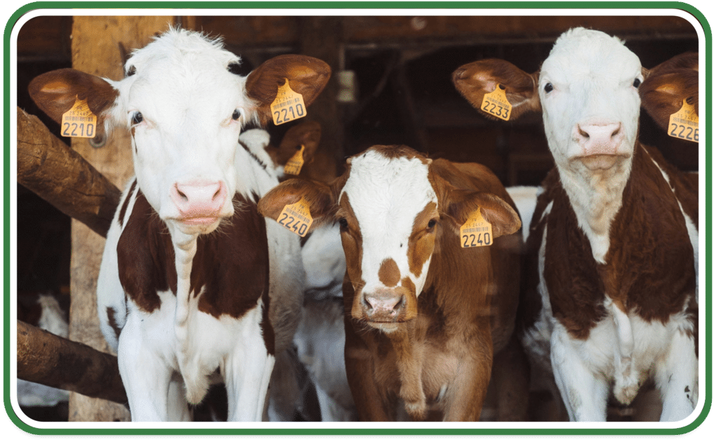 three cows at a dairy farm