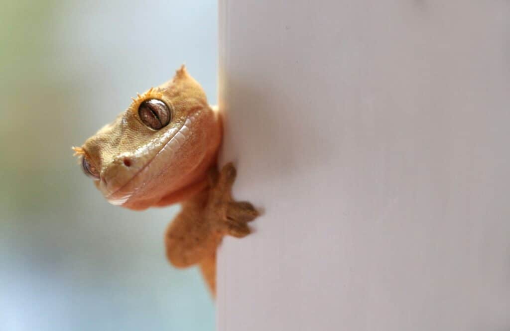 A gecko peering around a corner