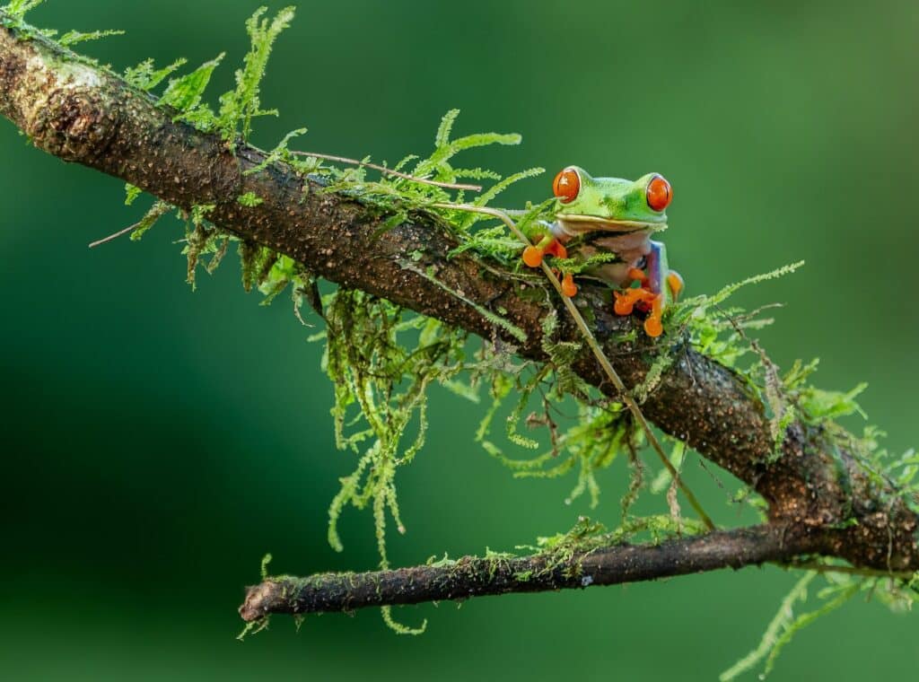 amphibian in a tree