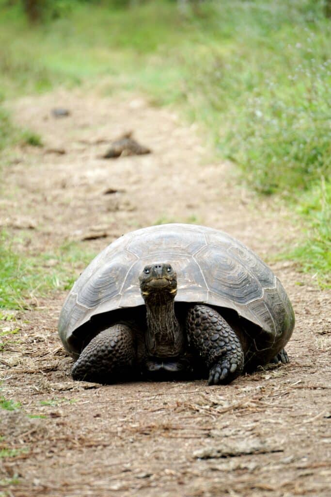 tortoise photo by cedric fox