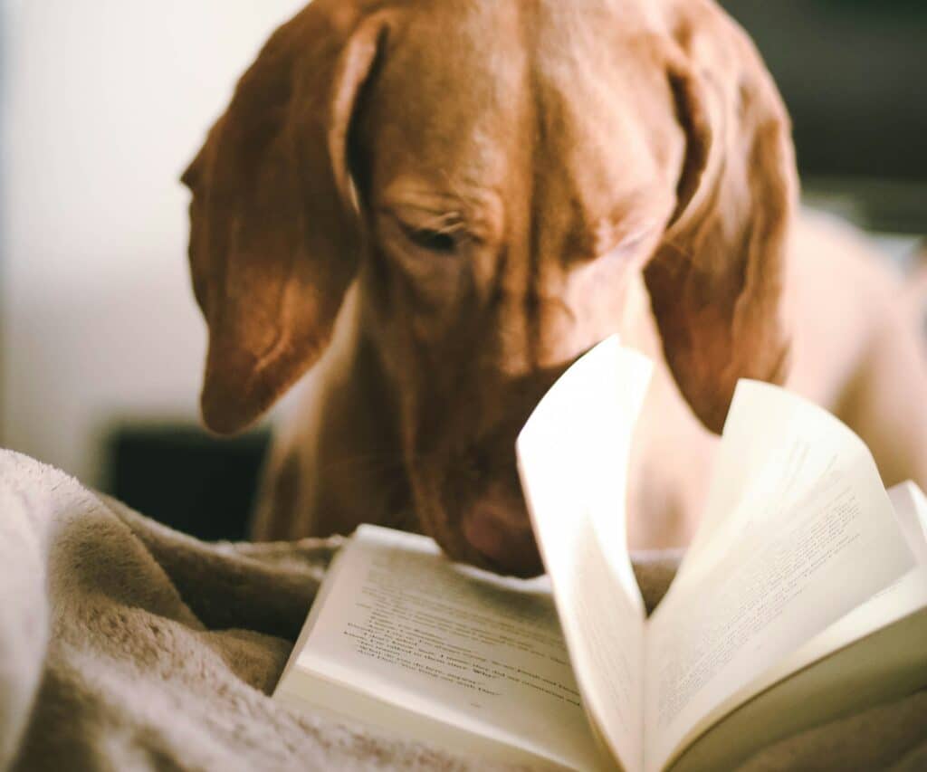 dog reading terms and conditions
