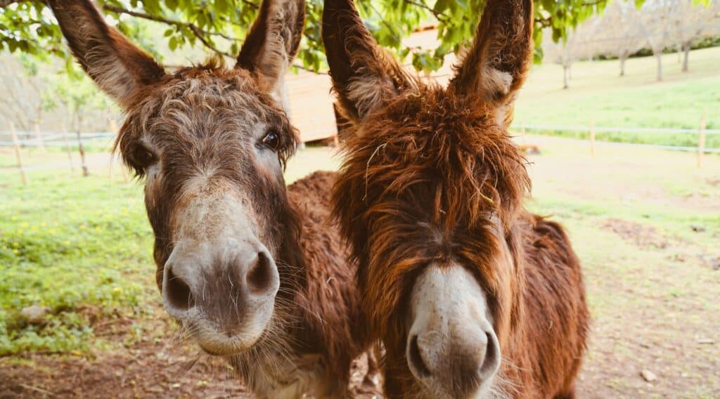 two happy little donkeys on a farm