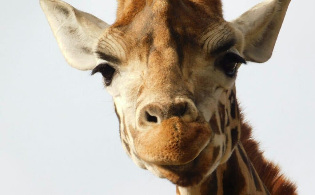 a photographic close-up of a giraffe's face