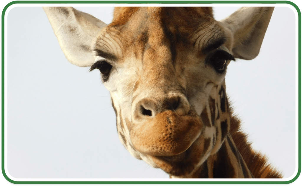 exotic zoo animals photo of a giraffe